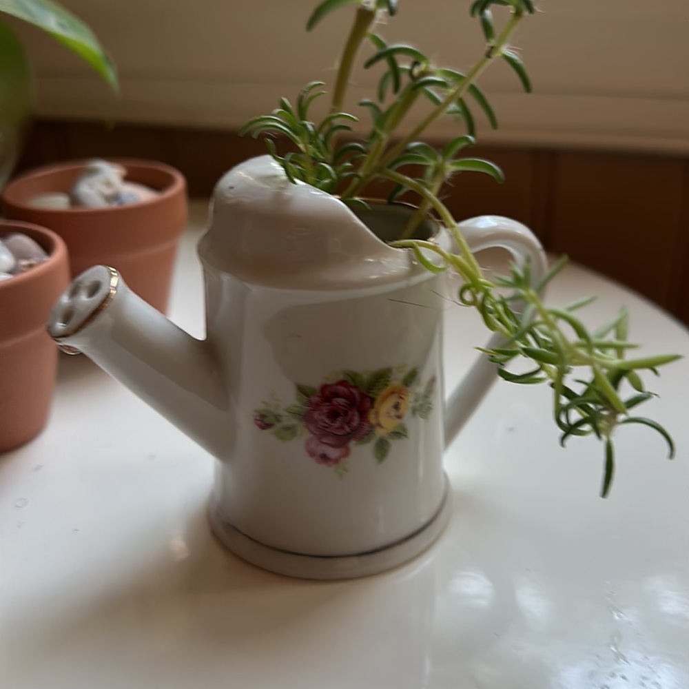 Tiny 🌱 Pitcher - Picture 4 of 6